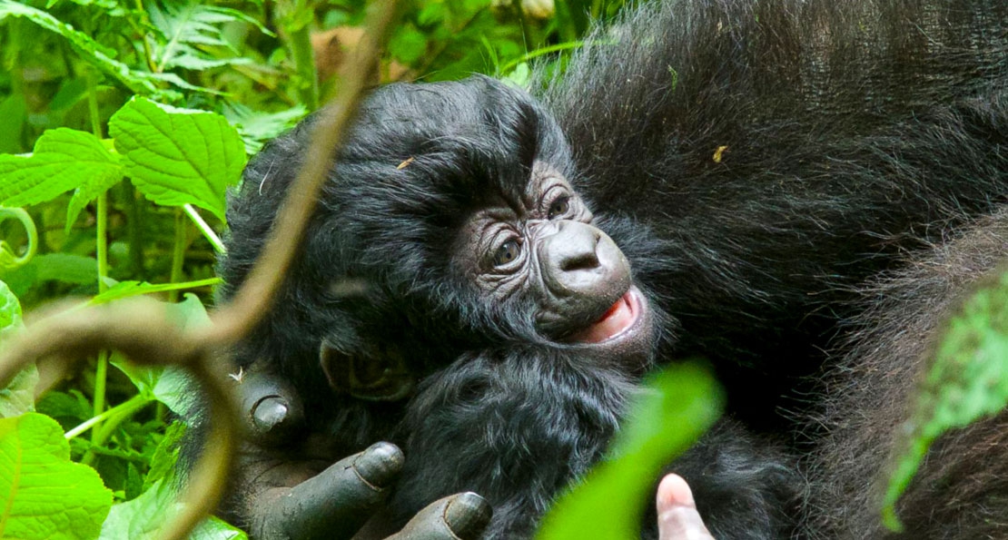 Rwanda Names 24 New Baby Gorillas