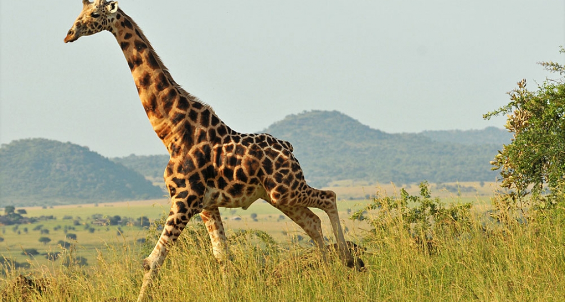 Kidepo Valley National Park 