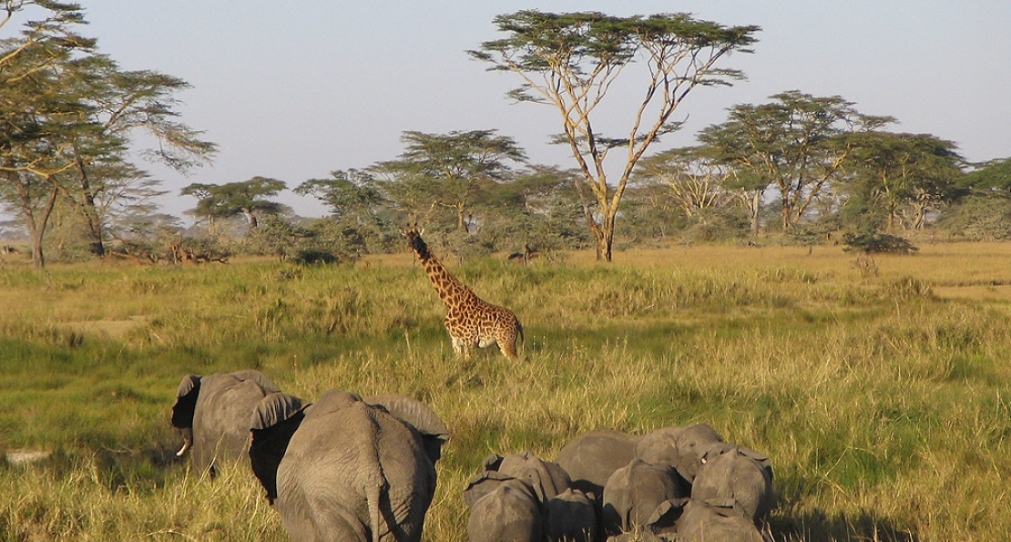 6 Days safari Serengeti-Ngorongoro crater.