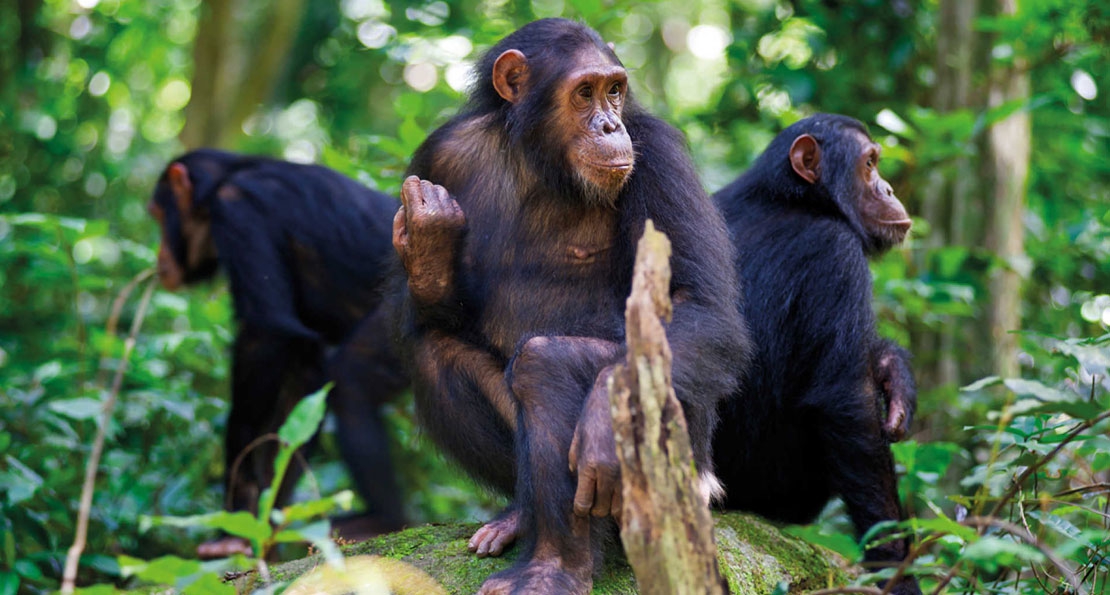 Chimpanzee Tracking