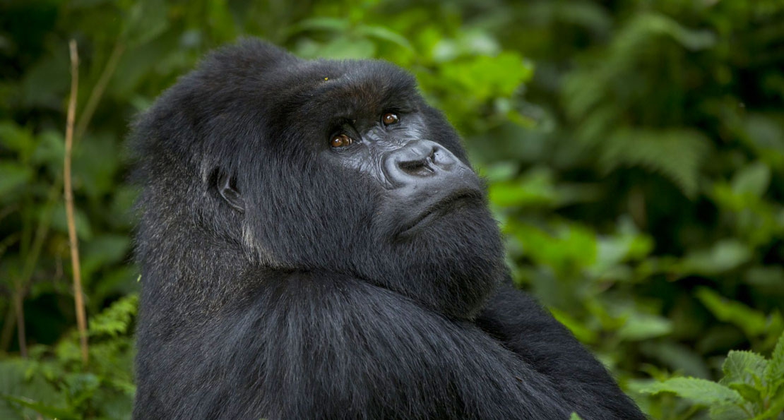 2 Days Rwanda Gorilla Safari