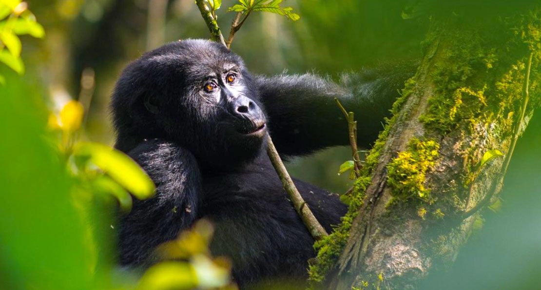 3 Days Gorilla Trekking Uganda 
