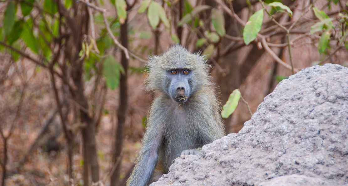 Lake Manyara National Park