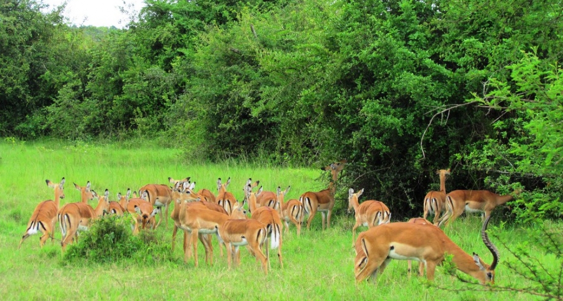 Lake Mburo National 