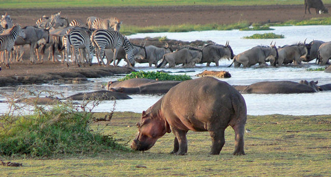 3 Days Safari Tarangire, Lake Manyara And Ngorongoro Crater